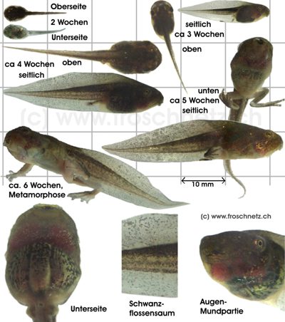 Entwicklung der Kaulquappen Europäischer Laubfrosch