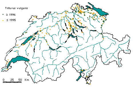 Verbreitung Teichmolch in der Schweiz