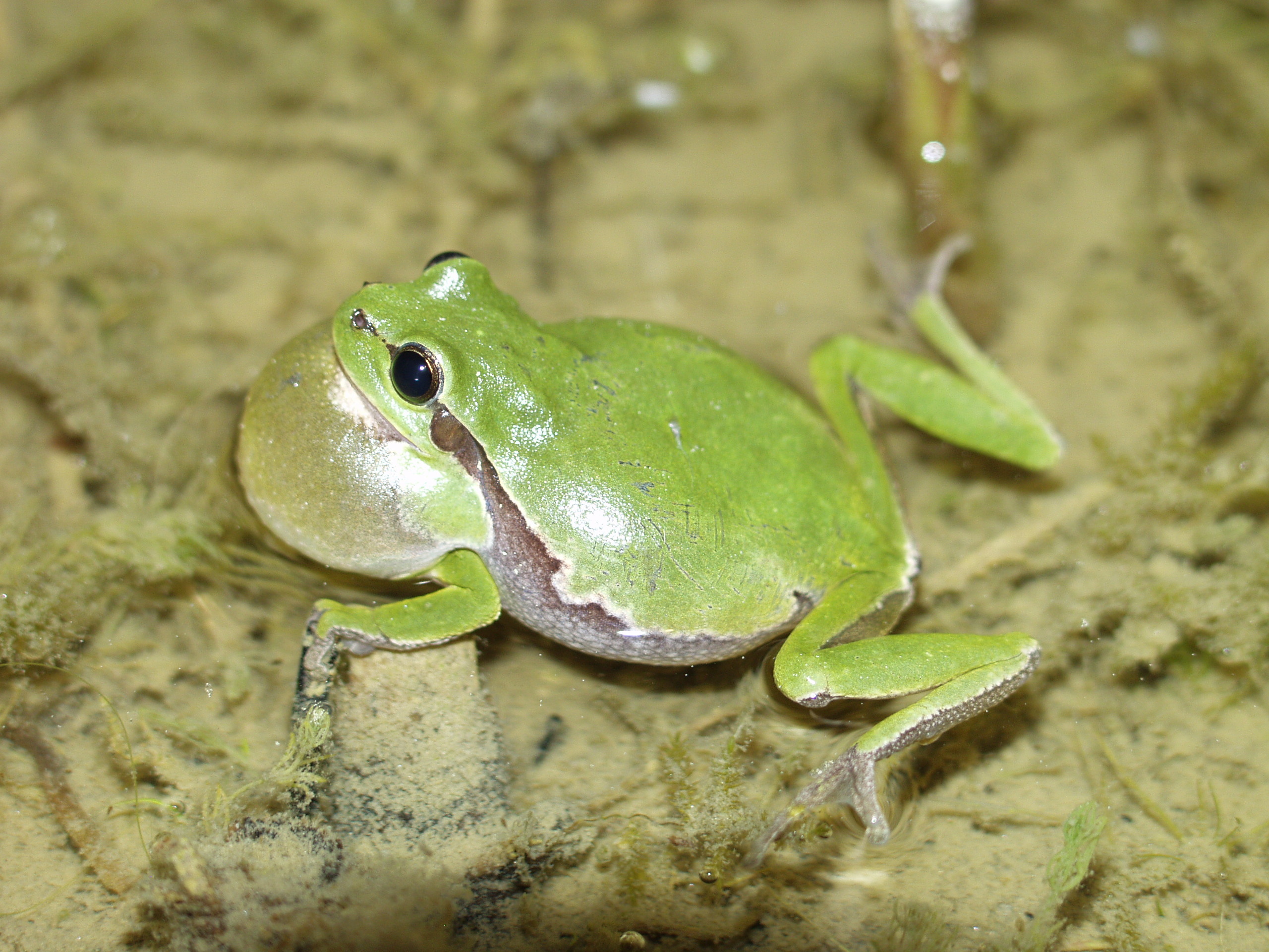 Rufender Laubfrosch sitzt im Wasser