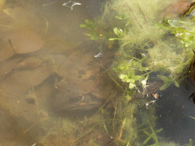 Grasfrosch unter Wasser