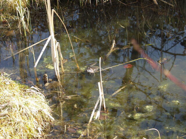 Rufender Grasfrosch