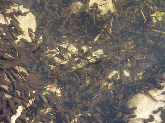 Viele Kaulquappen Grasfrosch