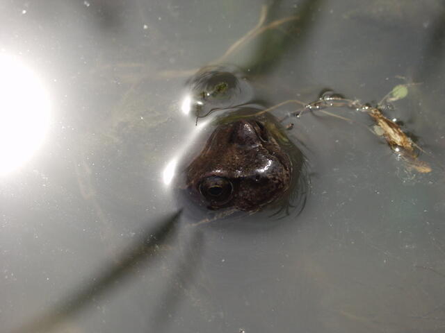 Grasfrosch