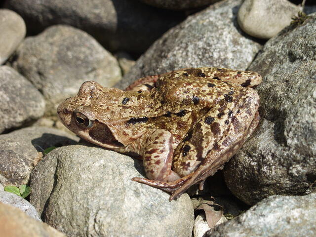 Grasfrosch
