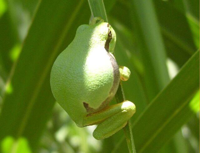 Laubfrosch mit dickem Bauch
