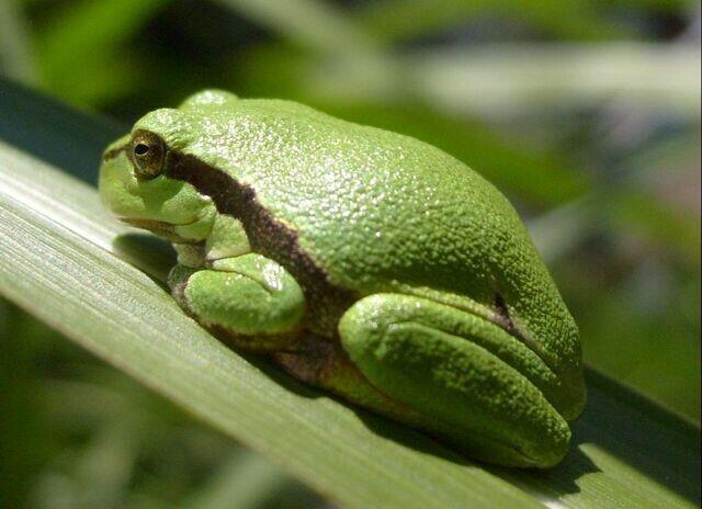 Laubfrosch
