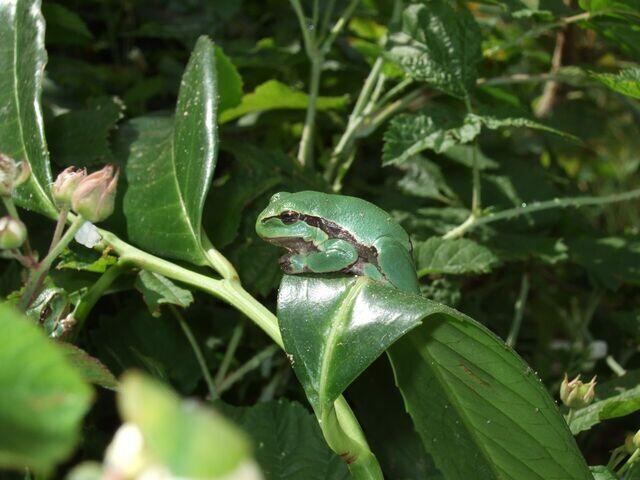 Juveniler Laubfrosch
