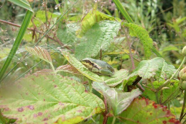 Juveniler Laubfrosch