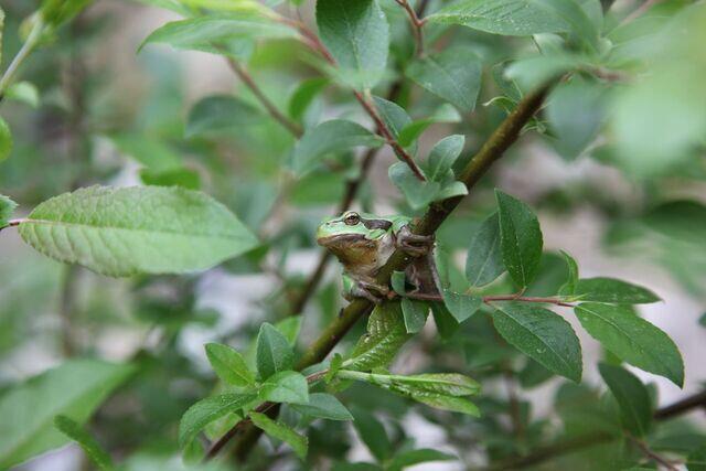Juveniler Laubfrosch im Geäst