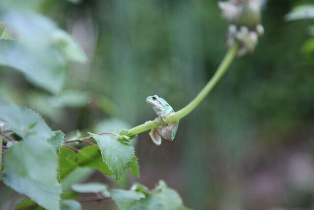 Laubfrosch am Löwenzahn