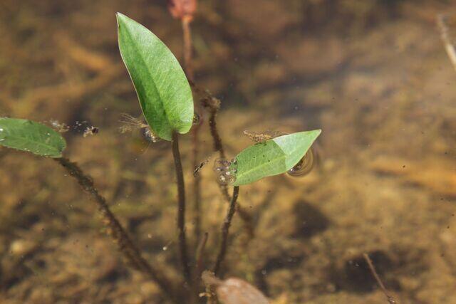Laichballen Laubfrosch