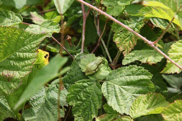 Juveniler Laubfrosch auf Brombeerblatt