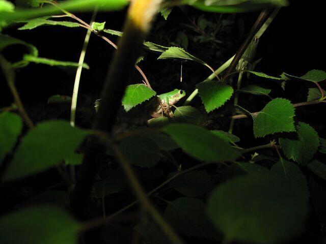 Laubfrosch in der Nacht