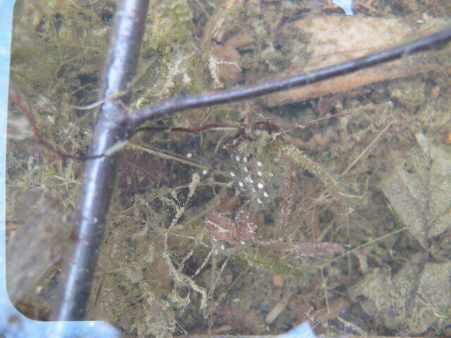 Laichballen Laubfrosch