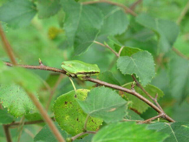 Laubfrosch sitzt auf Zweig