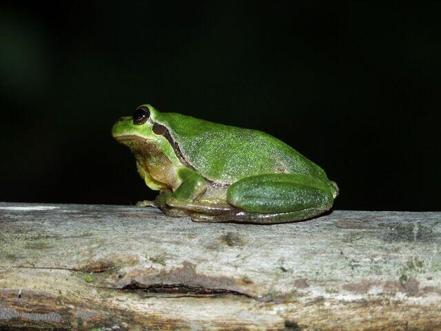 Laubfrosch auf Ast