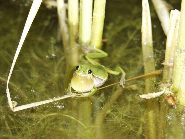 Laubfrosch sitzt im Wasser
