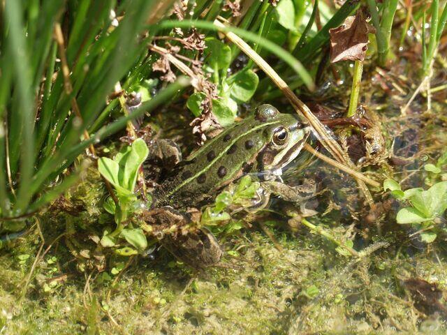 Wasserfrosch