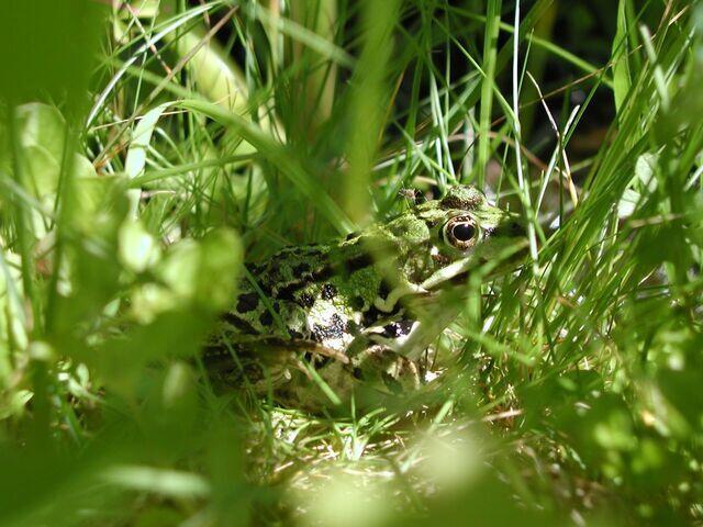 Teichfrosch Weibchen