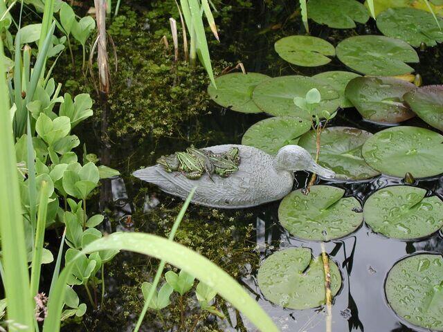 Wasserfrosch auf Plastikente