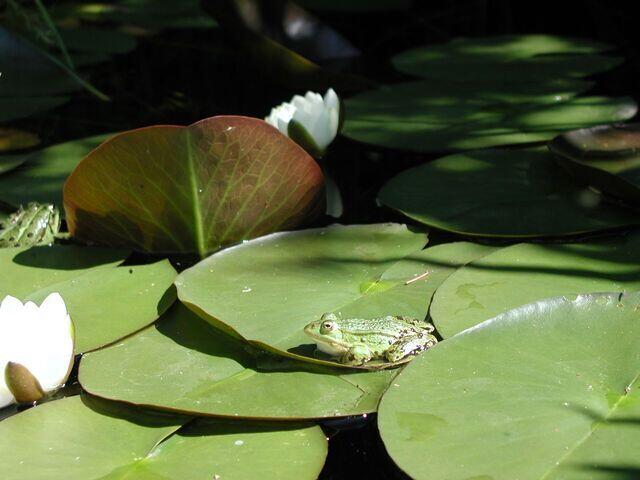 Männchen kleiner Wasserfrosch sitzt auf Seerosenblättern
