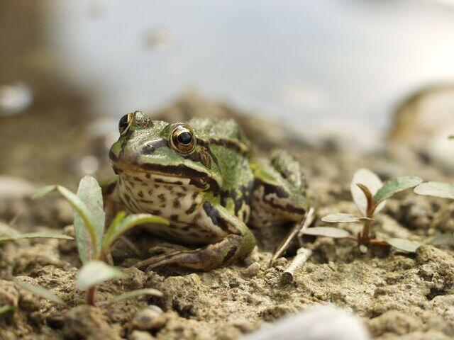 Subadulter Teichfrosch