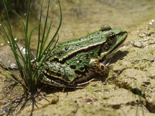 Subadulter Wasserfrosch