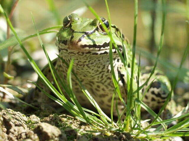Teichfrosch