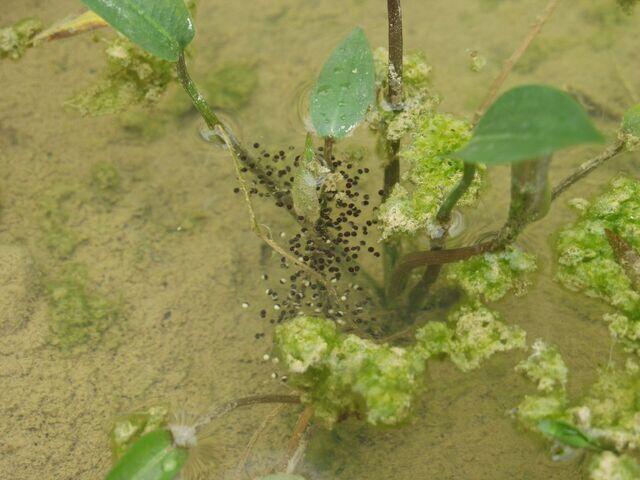 Laich des Wasserfroschs an Pflanze geklebt