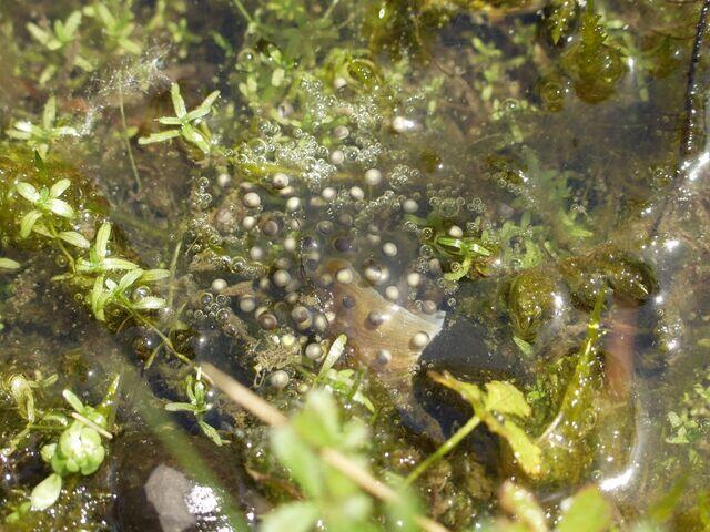 Laichballen des Wasserfroschs