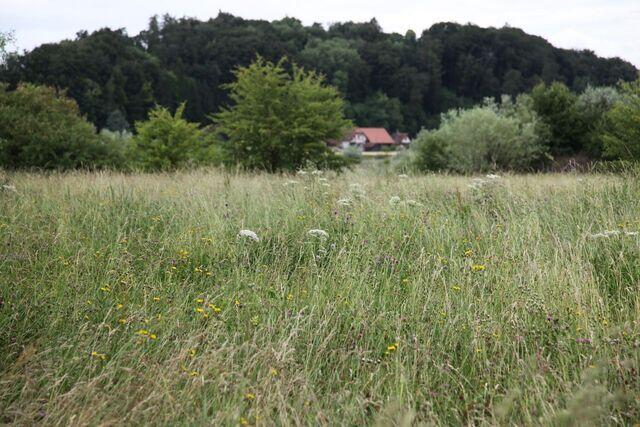 Blumenwiese