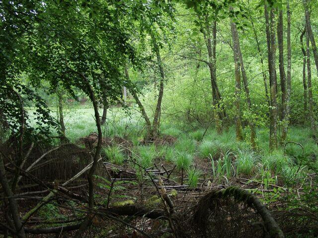 Feuchter Wald