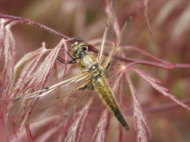 Libelle