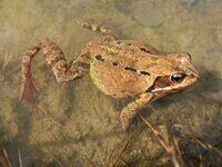 Grasfrosch Weibchen