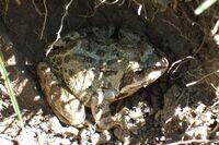 Grasfrosch aus den Alpen