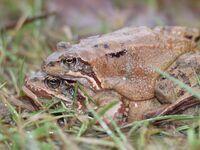 Grassfrosch  Paar