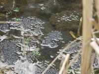 Grasfrosch im Laich