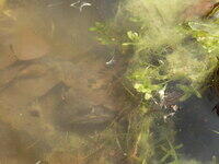 Grasfrosch unter Wasser