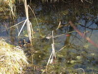 Rufender Grasfrosch