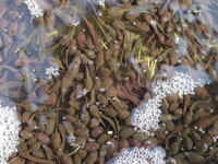 Viele Kaulquappen Grasfrosch