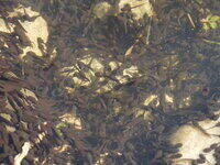 Viele Kaulquappen Grasfrosch