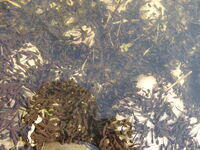 Viele Kaulquappen Grasfrosch