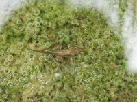 Grasfrosch bei Metamorphose