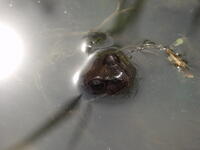 Grasfrosch