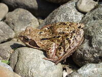 Grasfrosch
