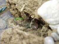 Frisch metamorphisierte Grasfrösche
