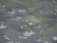 Laich des Grasfroschs