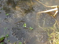 Laichteppich Grasfrosch