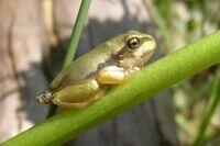 Juveniler Laubfrosch