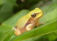 Juveniler Laubfrosch